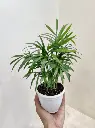 Bamboo_Palm_Plant close up.webp