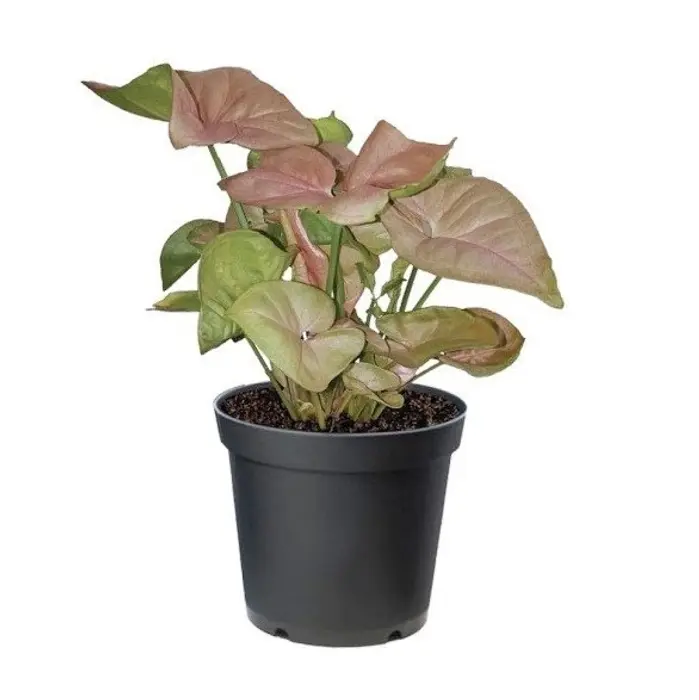 Syngonium Pink Plant.webp