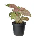 Syngonium Pink Plant.webp