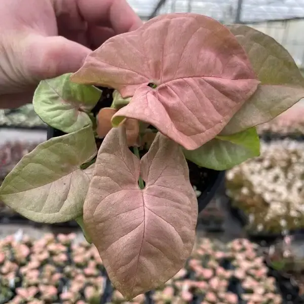 Syngonium Pink Plant Close up.webp