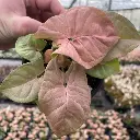 Syngonium Pink Plant Close up.webp