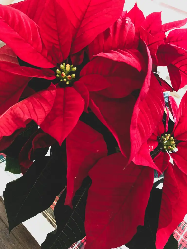 Poinsettia Red close up.webp