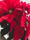 Poinsettia Red close up.webp