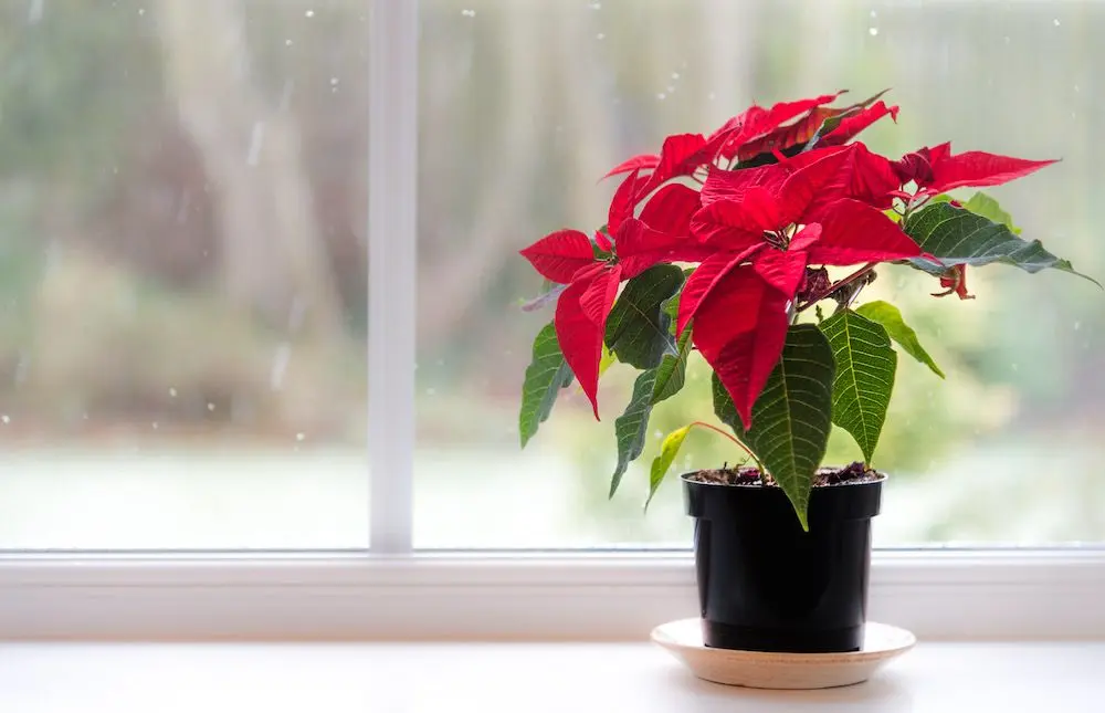 Poinsettia Red on window.webp