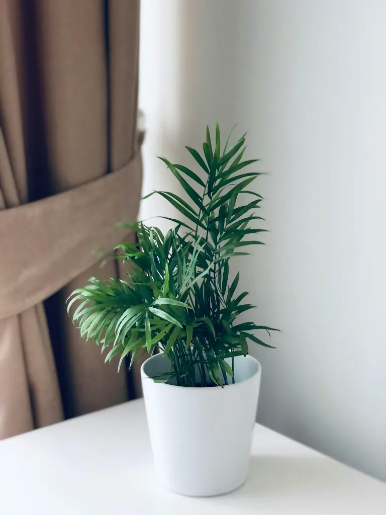 Areca Palm small.webp
