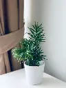 Areca Palm small.webp