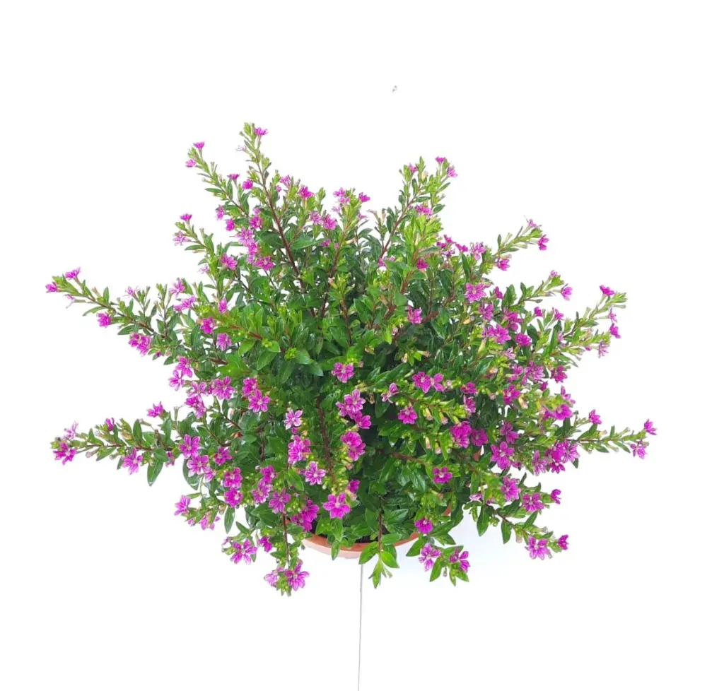 Cupheahyssopifolia_FalseHeather_Top_view.webp