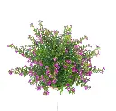 Cupheahyssopifolia_FalseHeather_Top_view.webp