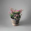 Cuphea Plant | Cuphea hyssopifolia | Mexican Heather - Rustic pot.webp