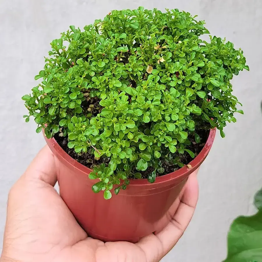 Dwarf Murraya Paniculata (Dwarf Kamini Bonsai).webp
