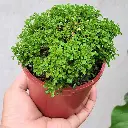 Dwarf Murraya Paniculata (Dwarf Kamini Bonsai).webp
