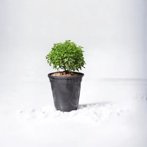 Dwarf Murraya Paniculata (Dwarf Kamini Bonsai) grow pot.webp