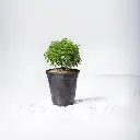 Dwarf Murraya Paniculata (Dwarf Kamini Bonsai) grow pot.webp