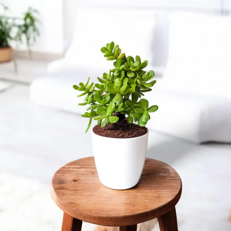 jade-small-plant.webp