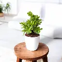 jade-small-plant.webp
