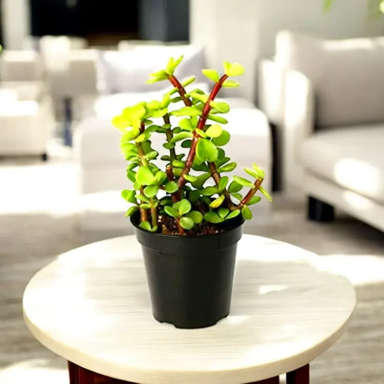 jade-plant-grow pot.webp
