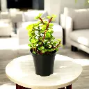 jade-plant-grow pot.webp