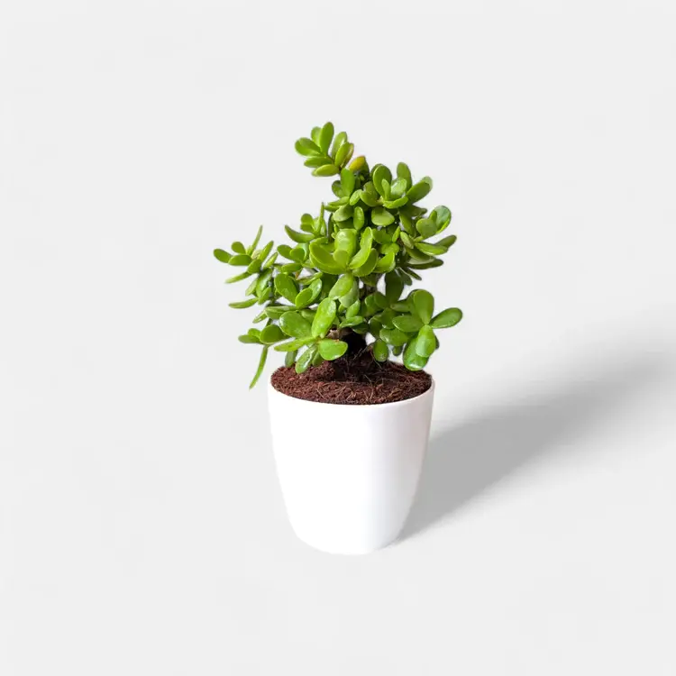 jade-small-plant1.webp