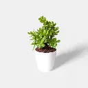 jade-small-plant1.webp