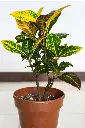 Croton Petra main.webp