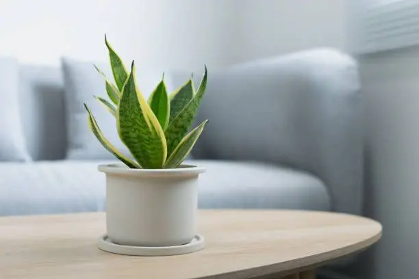 Sansevieria Laurentii- Snake Plant-Small-1.webp