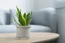 Sansevieria Laurentii- Snake Plant-Small-1.webp