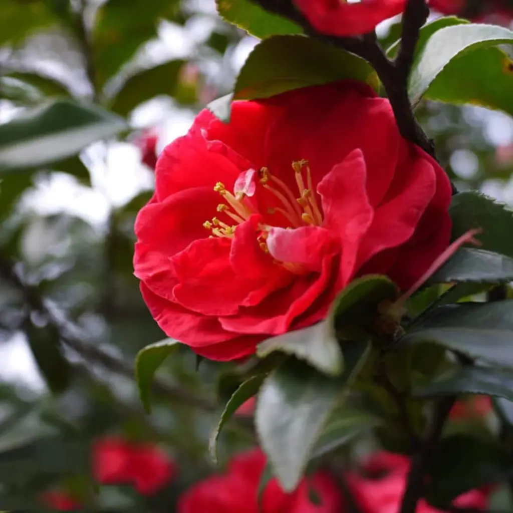 camelliajaponicaredplant-flowerimage.webp