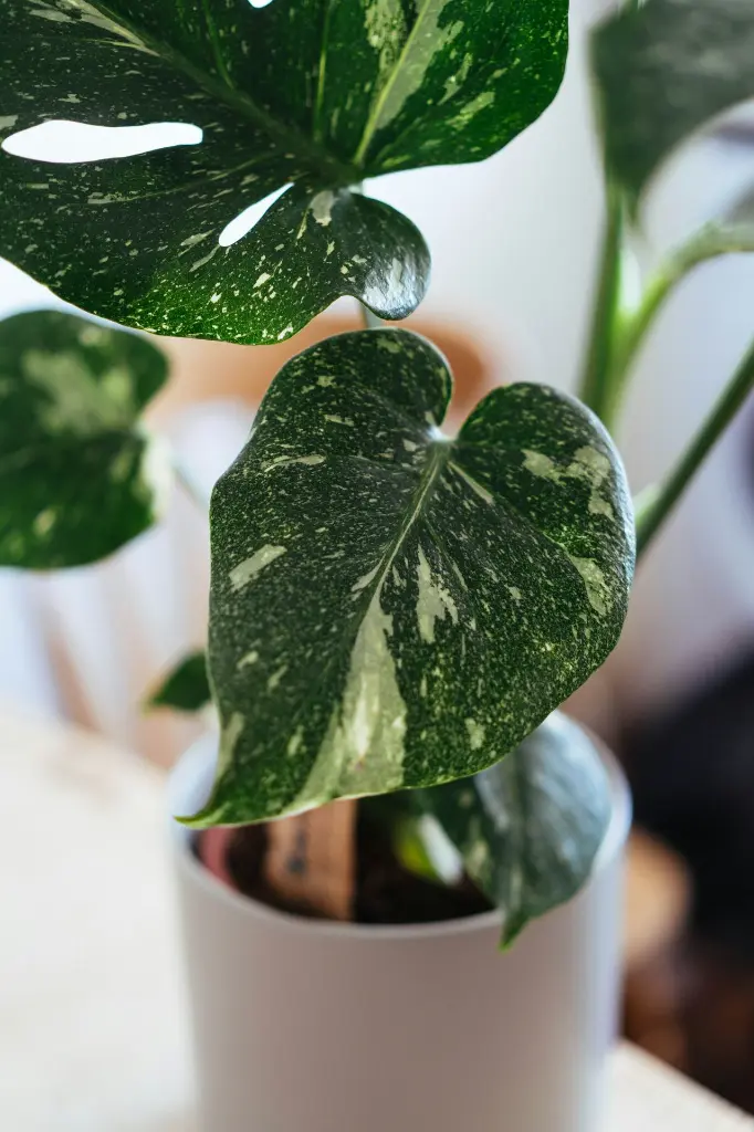 unsplash_LbrNXbIOP8g_thai monstera.jpg.jpg.jpg.jpg.webp