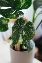 unsplash_LbrNXbIOP8g_thai monstera.jpg.jpg.jpg.jpg.webp