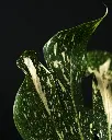 unsplash_1BosTm720HQ_thai monstera.jpg.jpg.jpg.webp