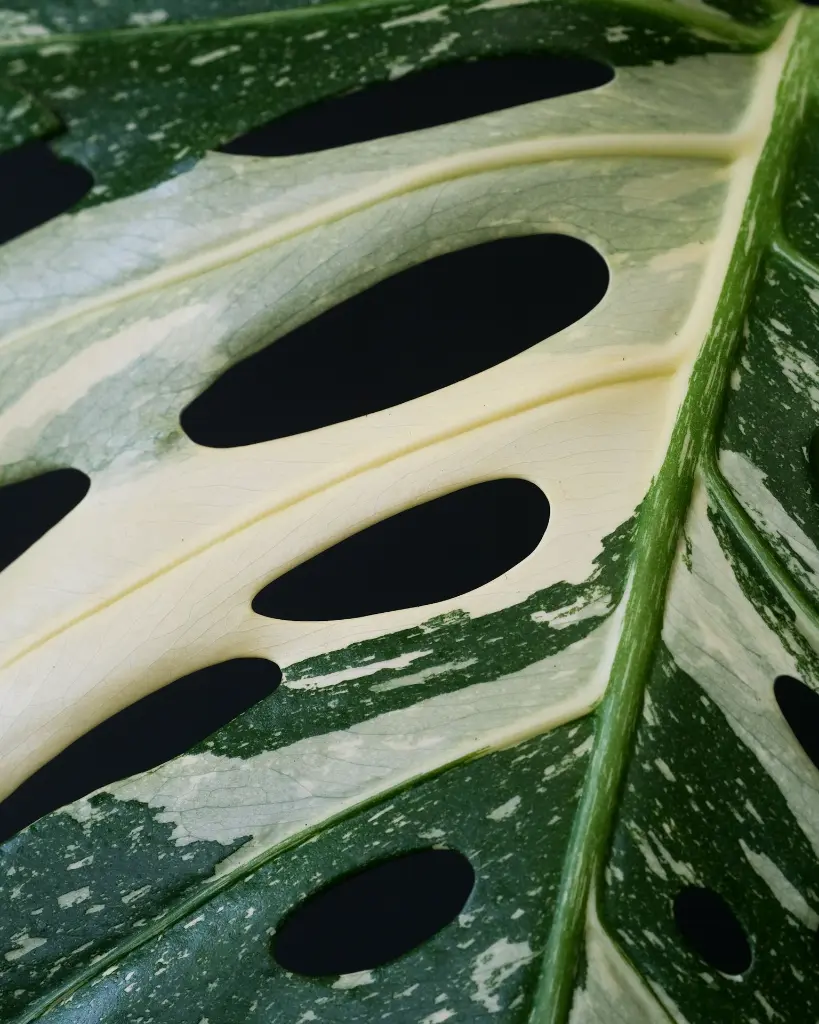 unsplash_cnGJwXJWdpA_thai monstera.jpg.jpg.webp