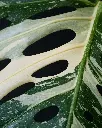 unsplash_cnGJwXJWdpA_thai monstera.jpg.jpg.webp
