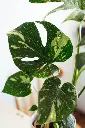 unsplash_dAL8RtAT-XY_thai monstera.jpg.webp