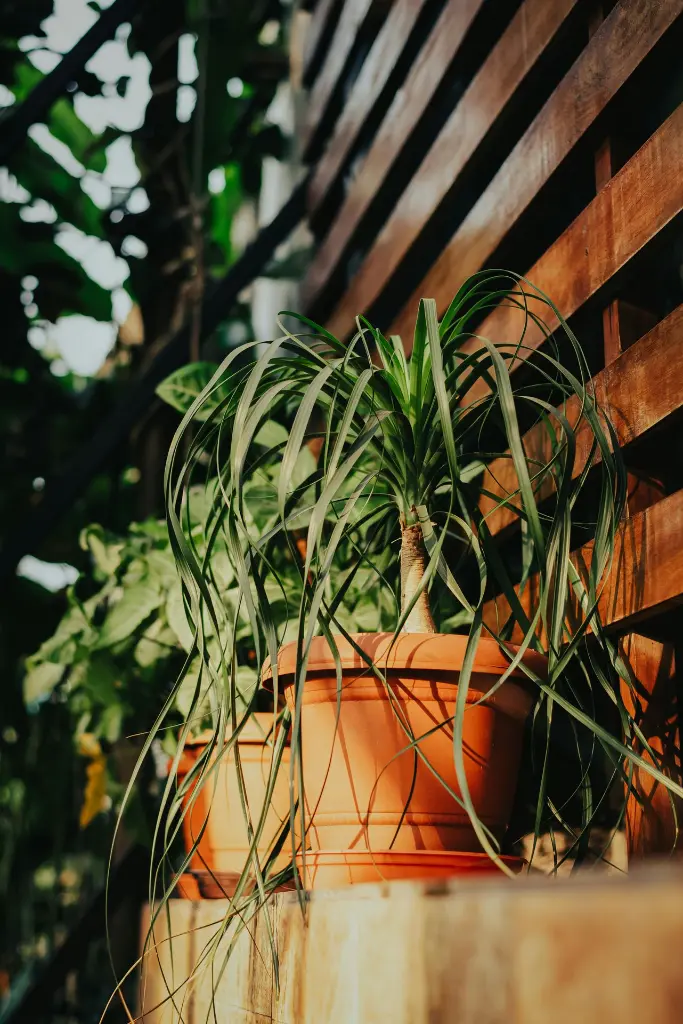 pexels-kriss-30343680.webp