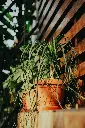 pexels-kriss-30343680.webp