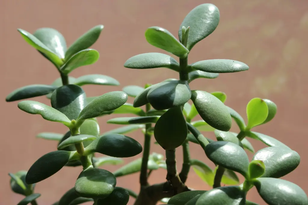 Jade-Plant-top-view.webp