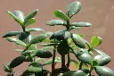Jade-Plant-top-view.webp