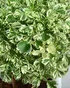 Aralia-variegated-close.webp
