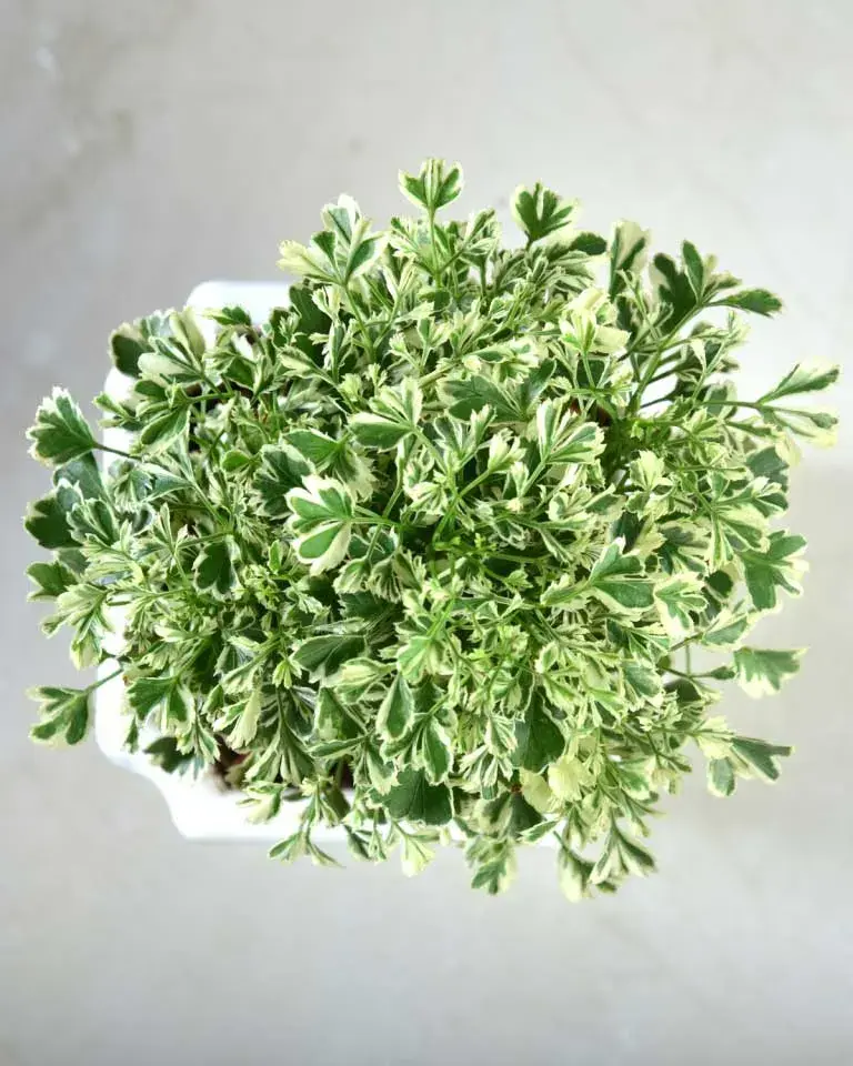 Aralia-variegated-top.webp