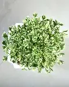 Aralia-variegated-top.webp