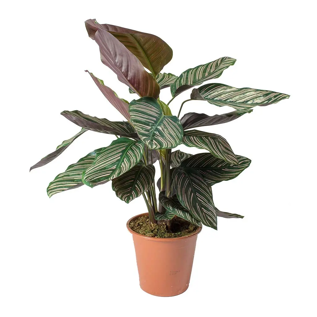 CalatheaSanderiana-brownpot.webp