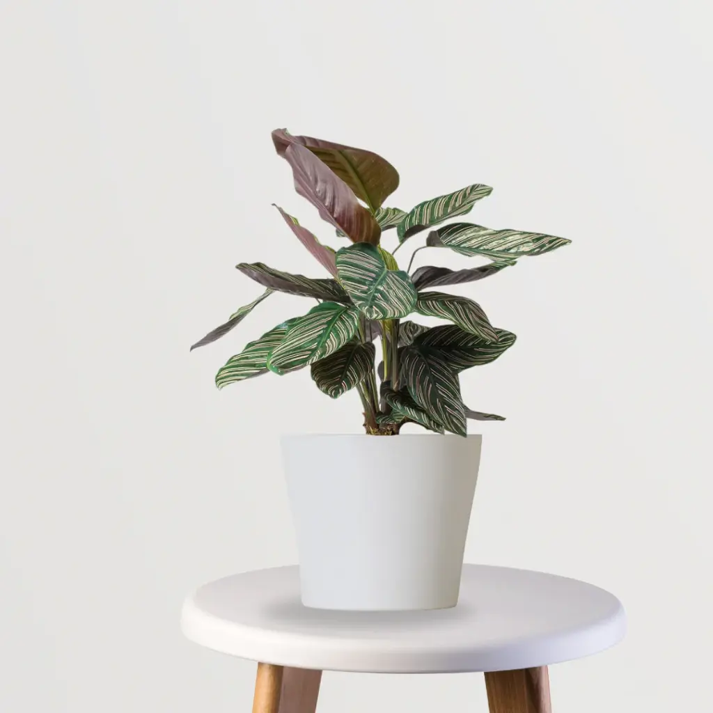 CalatheaSanderiana-whitepot.webp