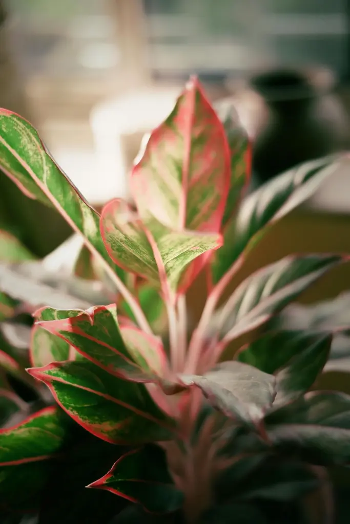 Aglaonema Lipstick-top.webp
