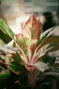 Aglaonema Lipstick-top.webp