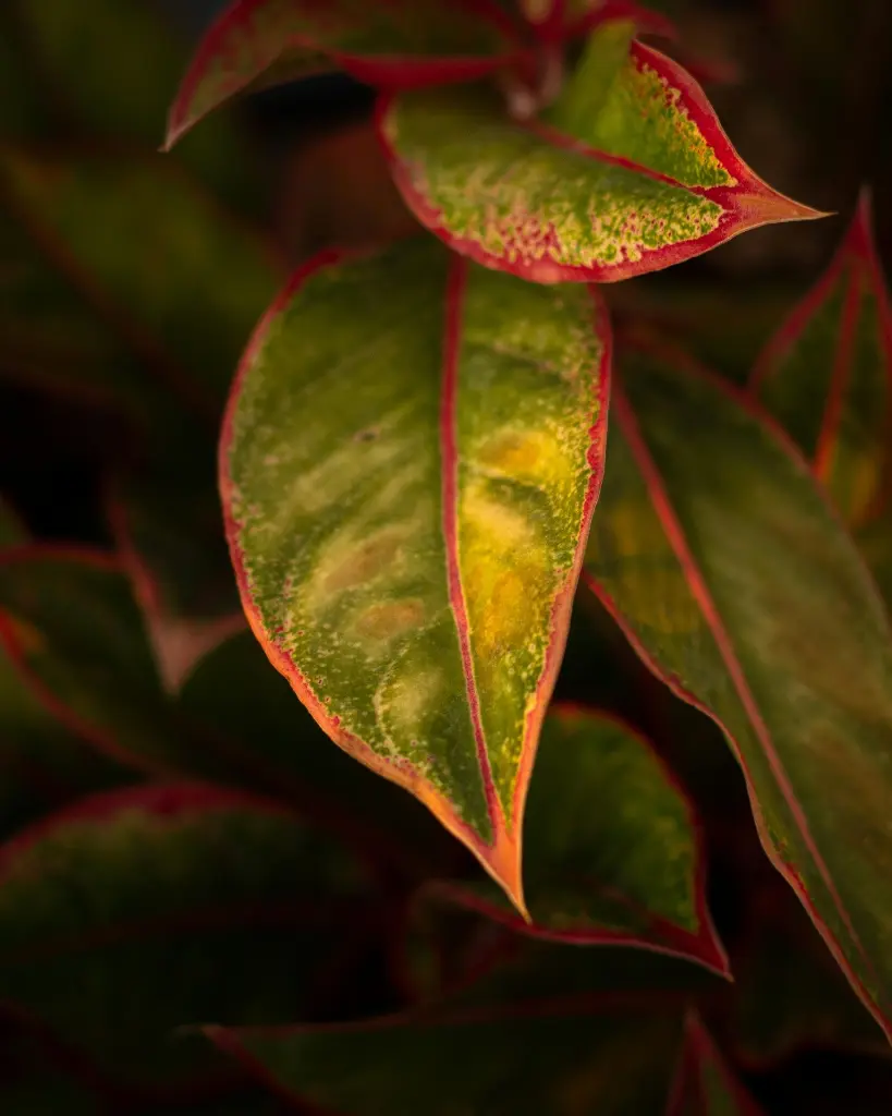 Aglaonema Lipstick-side.webp