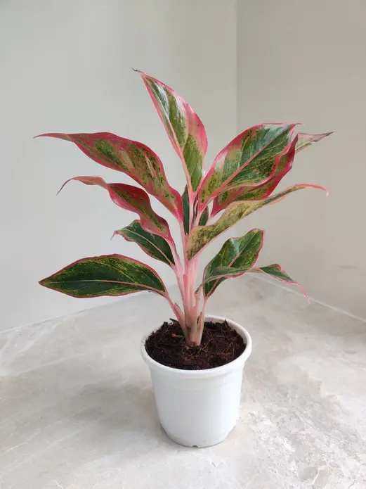 Vibrant-Aglaonema-Lipstick-Indoor-Plant_522x695.jpg.webp