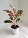 Vibrant-Aglaonema-Lipstick-Indoor-Plant_522x695.jpg.webp