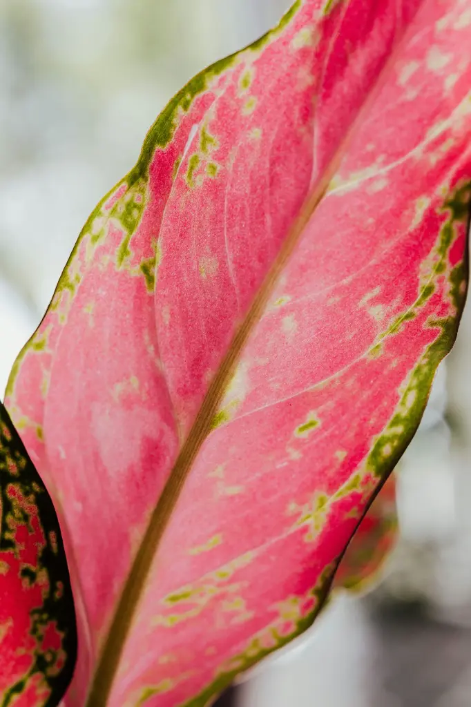 Aglaonema Pink side2.webp