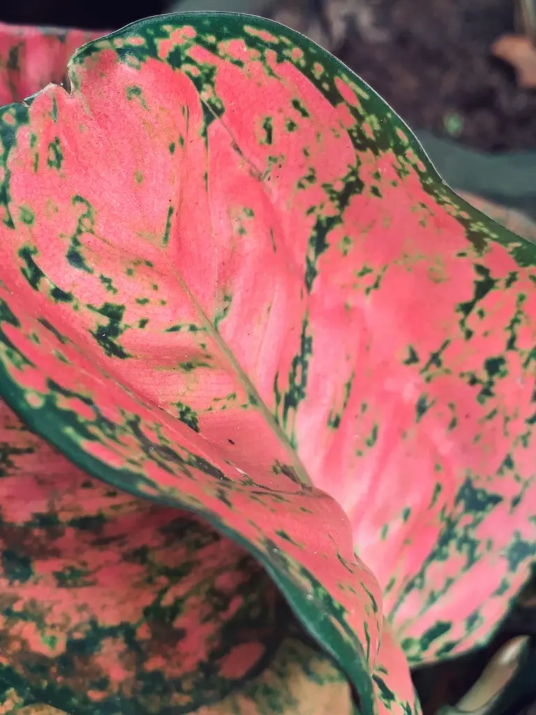 Aglaonema Pink-Side.webp