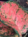 Aglaonema Pink-Side.webp